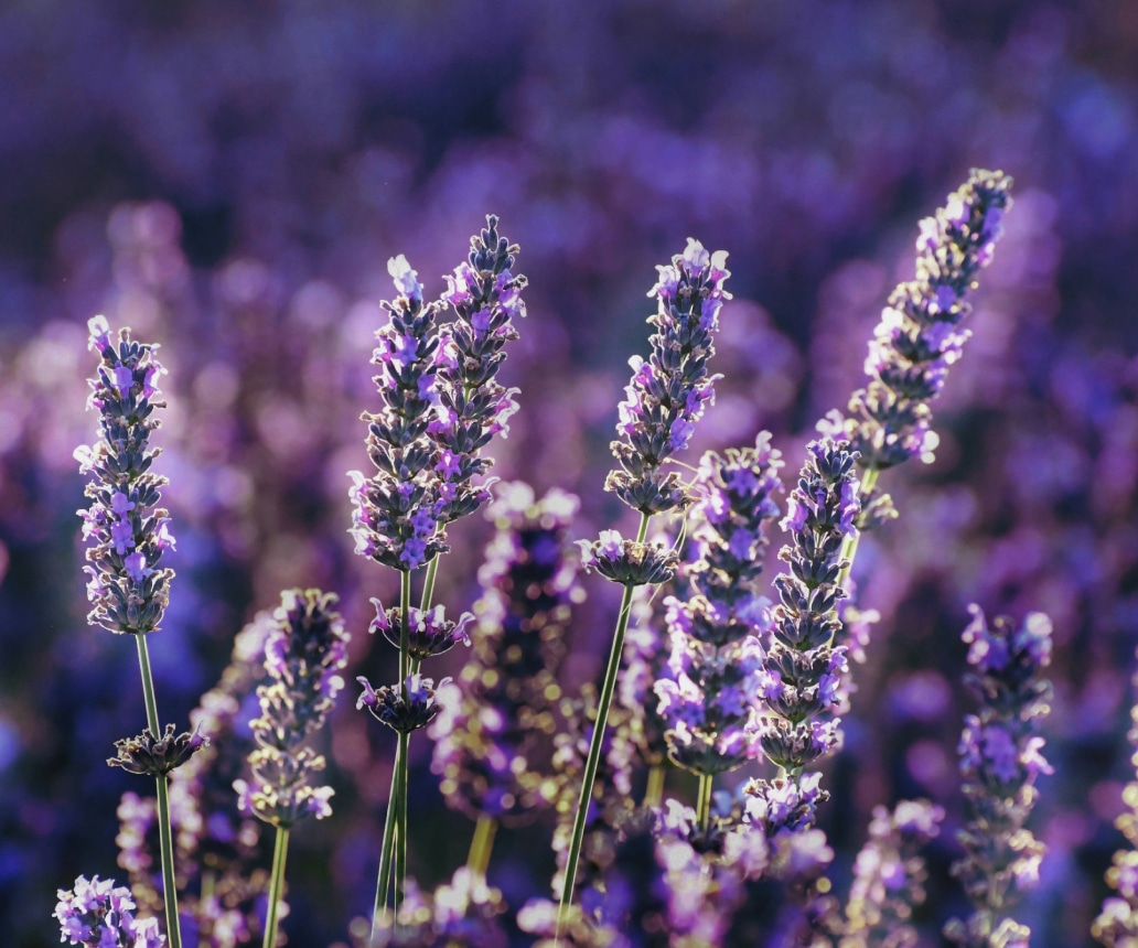 Lavendelblumen in voller Blüte auf einem Feld
