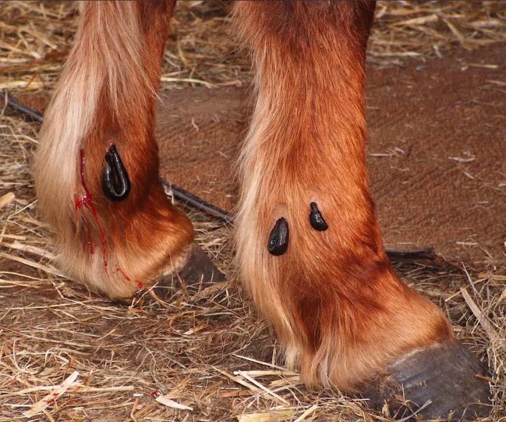 Blutegel saugen am Gelenk eines Pferdebeines