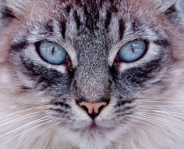 Eine Nahaufnahme einer Katze mit blauen Augen