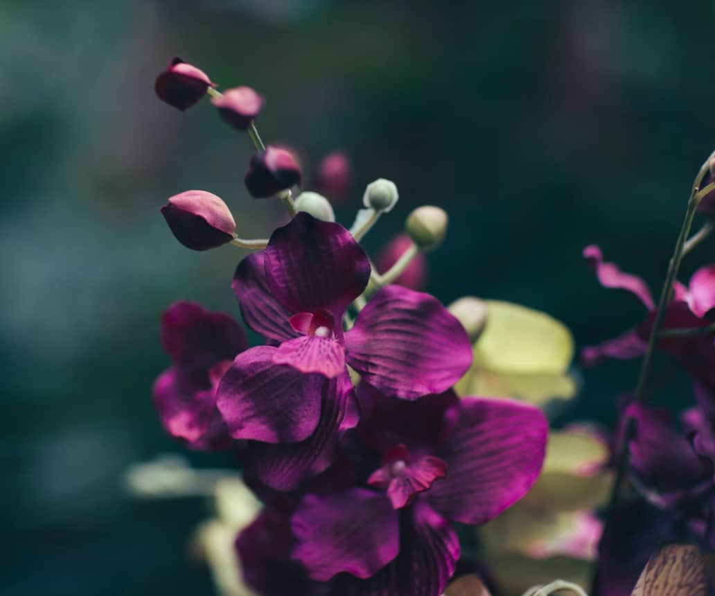 Eine elegante Komposition aus purpurfarbenen Orchideen auf einem dunklen Hintergrund.