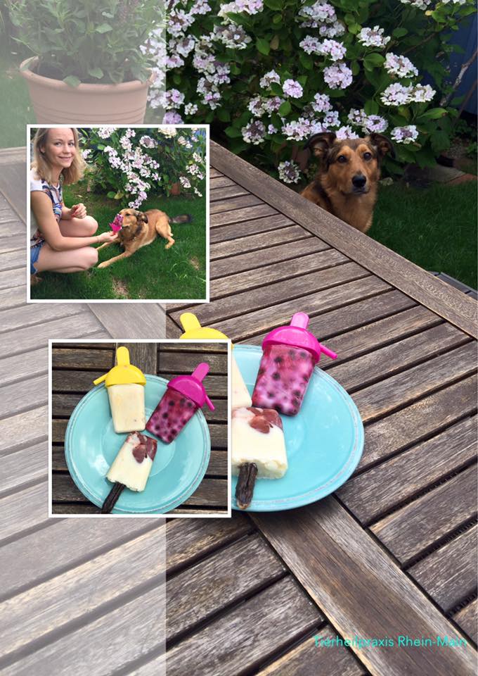 Collage mit 3 Bilder zu den Eisrezepten für Hunde
