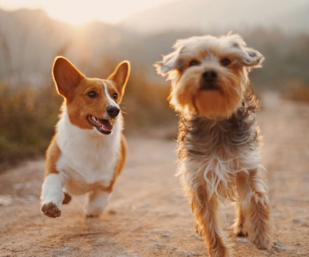 2 Hunde laufen aus einem Trampelpfad freudig auf die Kamera zu