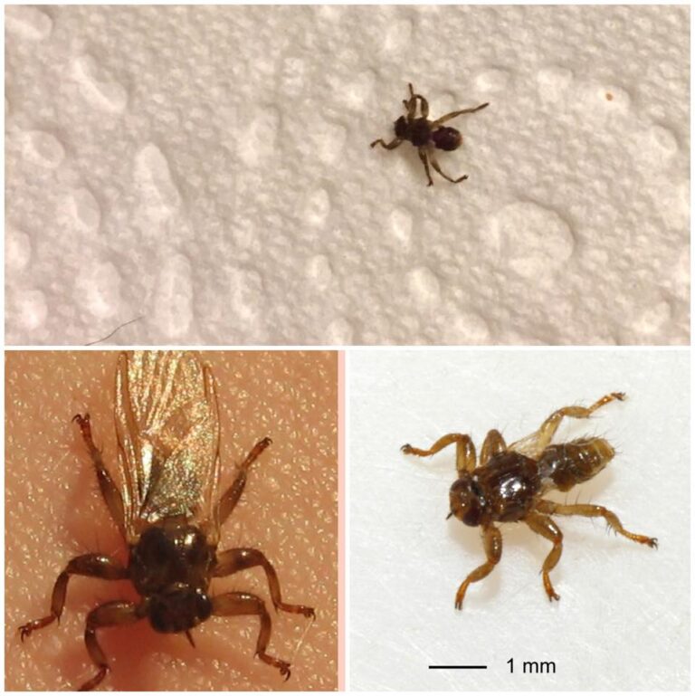 Eine Collage von 3 Bildern, auf denen eine Hirschlausfliege fotografiert wurde