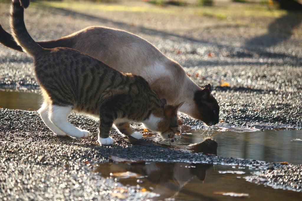 2 Katzen trinken aus einer Pfütze